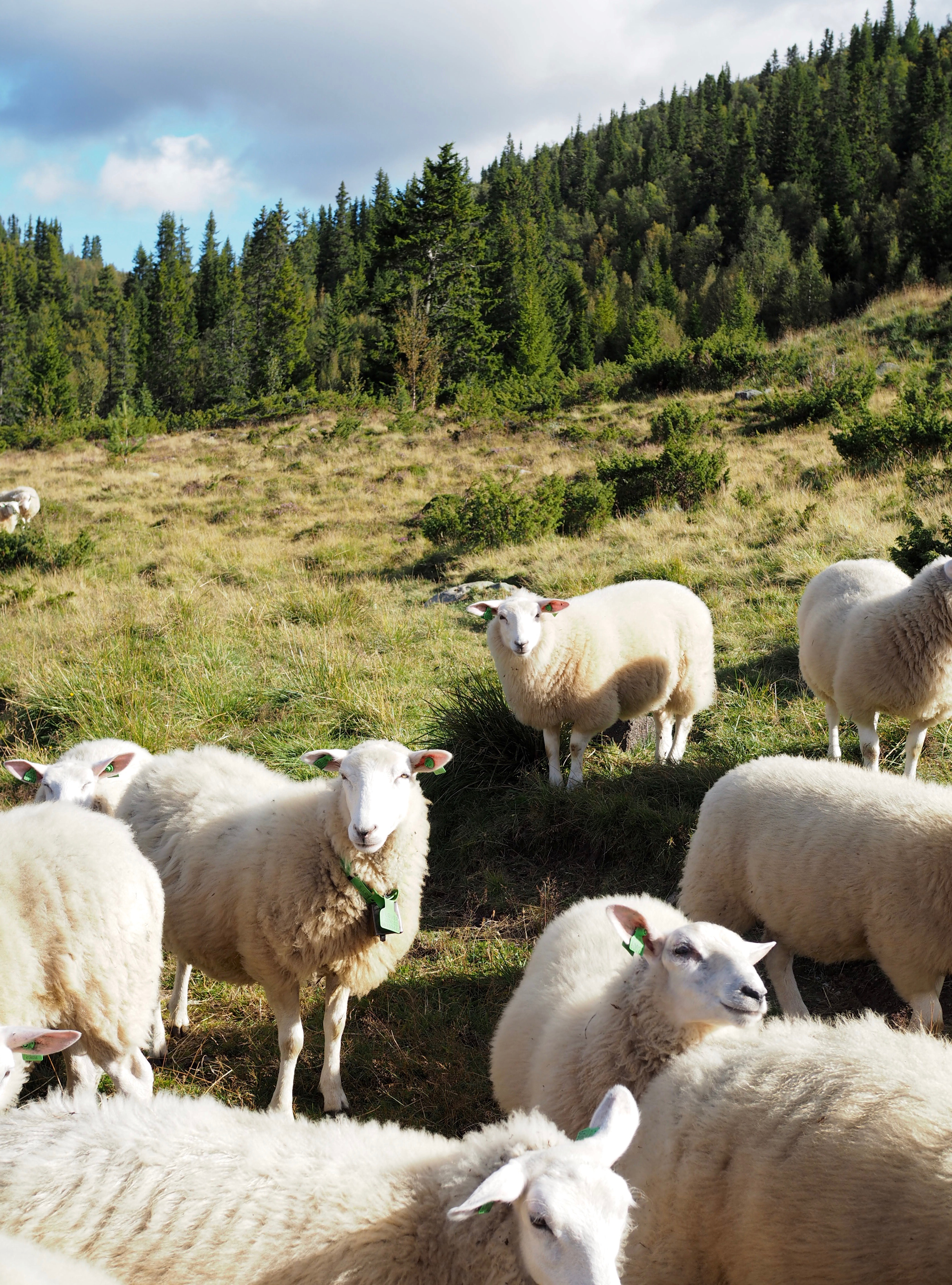 A Norwegian Seter {Mountain Farm Life & Food}