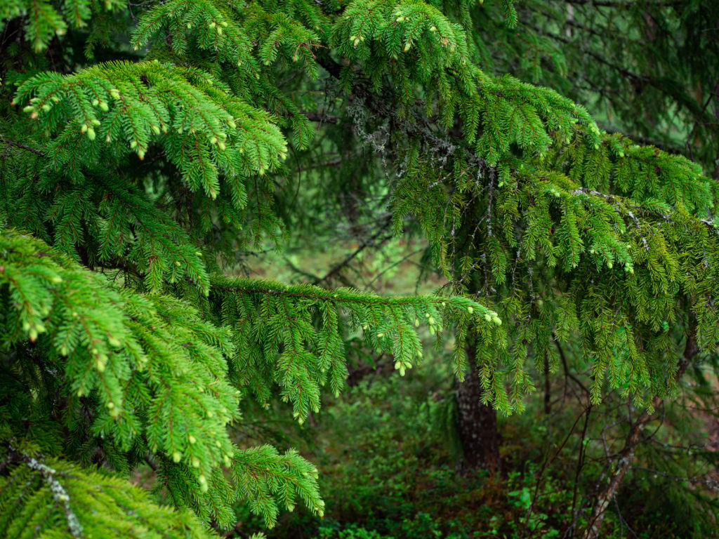 Spruce Tips (Granskudd)