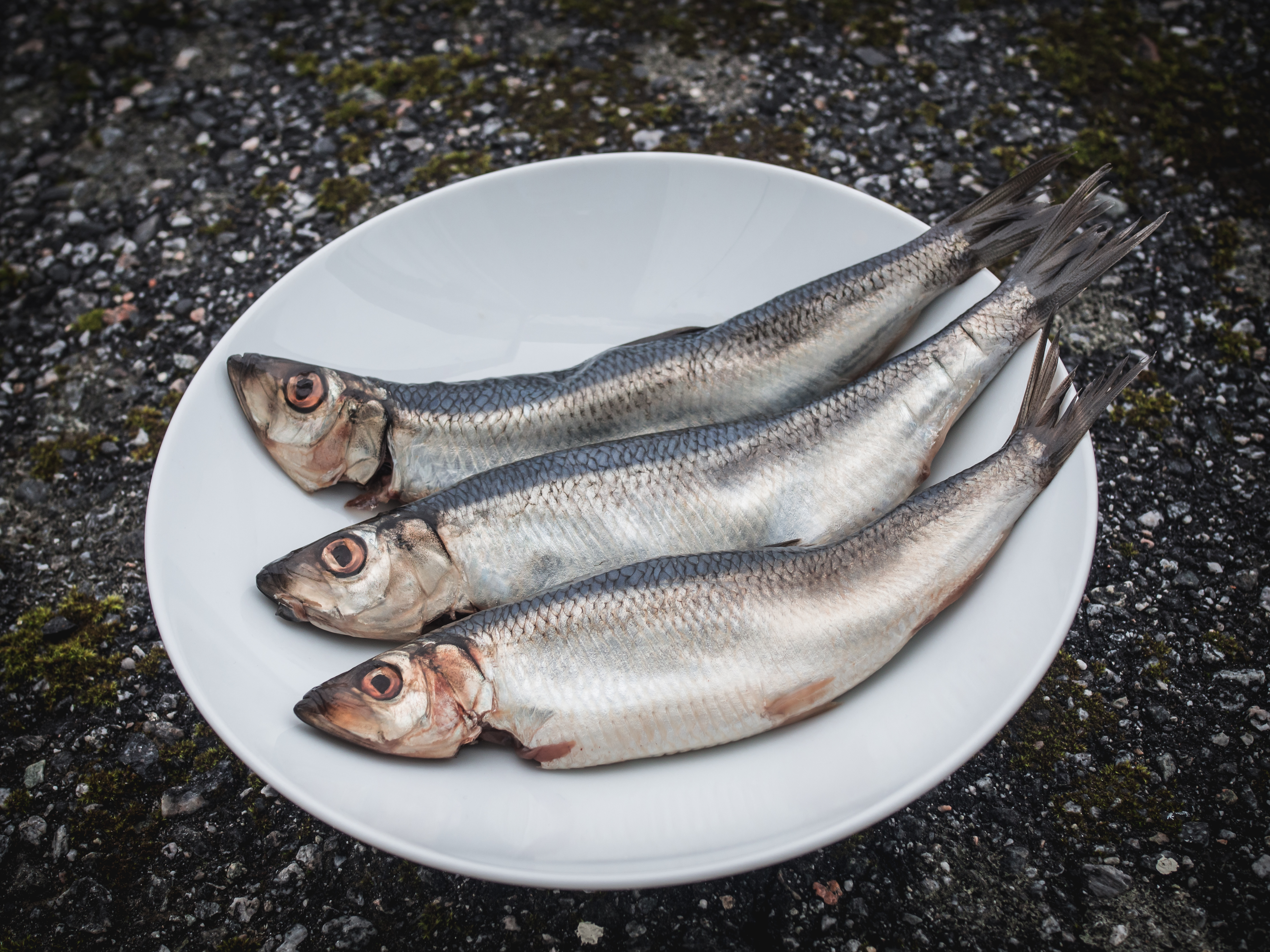 Herring: Juviksild