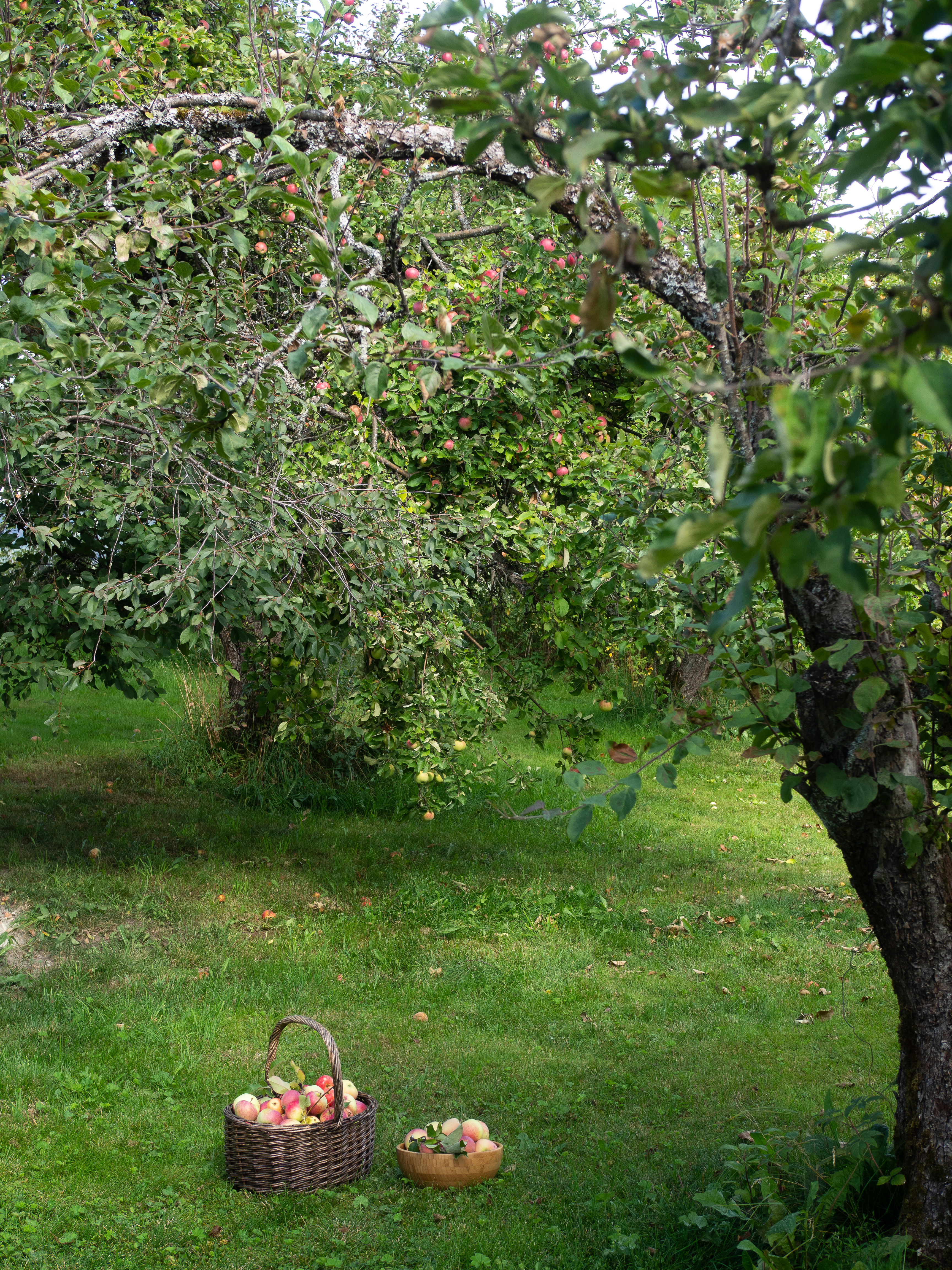 Potato Tarts with Spiced Stewed Apples (potet-terte)